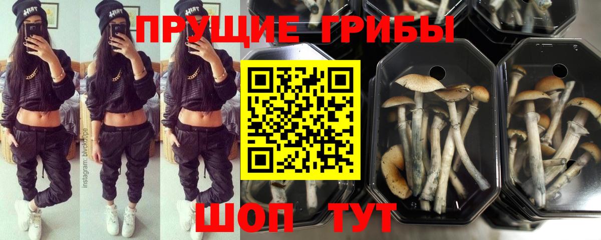 Галлюциногенные грибы GOLDEN TEACHER Москва